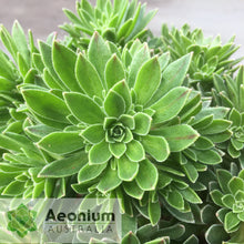 Load image into Gallery viewer, Aeonium x hybridum