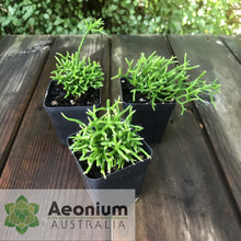 Load image into Gallery viewer, Rhipsalis cereuscula