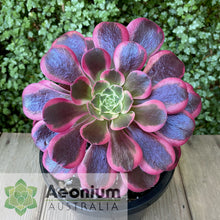 Load image into Gallery viewer, Aeonium 'Canary'