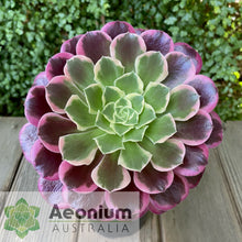 Load image into Gallery viewer, Aeonium 'Canary'