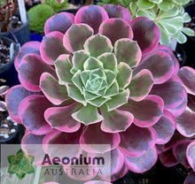 Load image into Gallery viewer, Aeonium 'Canary'