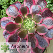 Load image into Gallery viewer, Aeonium 'Canary'