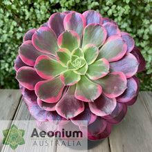 Load image into Gallery viewer, Aeonium 'Canary'
