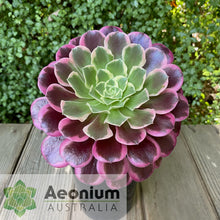 Load image into Gallery viewer, Aeonium 'Canary'