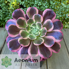 Load image into Gallery viewer, Aeonium 'Canary'