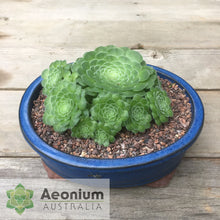 Load image into Gallery viewer, Aeonium tabuliforme 'Hime Meikyou'