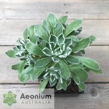 Load image into Gallery viewer, Aeonium 'Ballerina'
