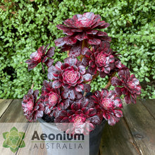 Load image into Gallery viewer, Aeonium 'Meiji'