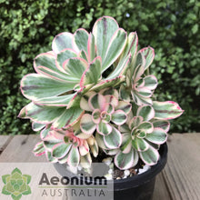 Load image into Gallery viewer, Aeonium 'Marnier Lapostolle' Variegated