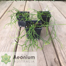 Load image into Gallery viewer, Rhipsalis campos-portoana