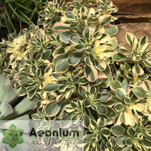 Load image into Gallery viewer, Aichryson x aizoides 'Little Coral'