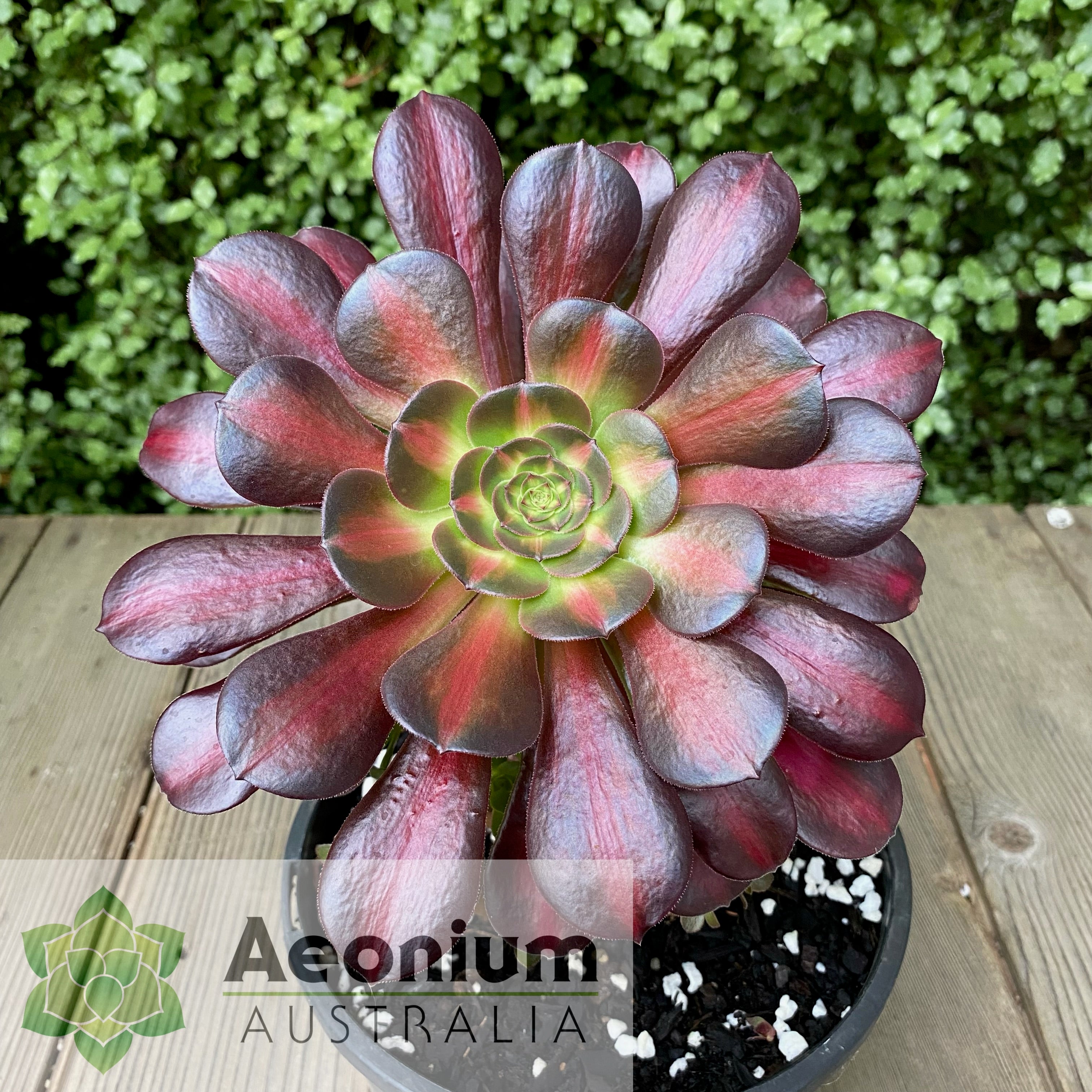 kilimanjaro succulent Aeonium 'Kilimanjaro' – Aeonium Australia