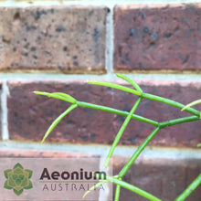 Load image into Gallery viewer, Rhipsalis teres f. prismatica