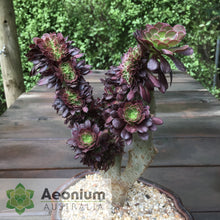 Load image into Gallery viewer, Aeonium 'Atropurpureum' Crest