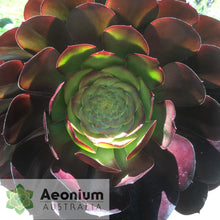 Load image into Gallery viewer, Aeonium 'Cyclops'