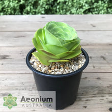 Load image into Gallery viewer, Aeonium diplocyclum (ex. Alojera, La Gomera)