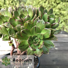 Load image into Gallery viewer, Aeonium 'Bronze Medal'