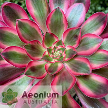 Load image into Gallery viewer, Aeonium 'Chanel'