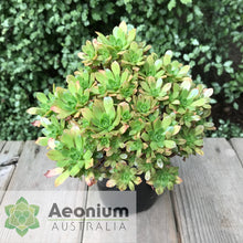Load image into Gallery viewer, Aeonium 'Infinity'