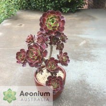 Load image into Gallery viewer, Aeonium 'Chocolate Rose'
