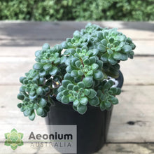 Load image into Gallery viewer, Aichryson bethencourtianum