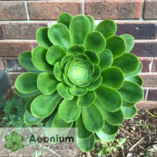Load image into Gallery viewer, Aeonium undulatum