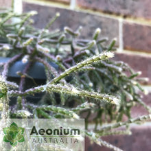 Load image into Gallery viewer, Rhipsalis pilocarpa