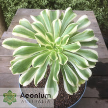 Load image into Gallery viewer, Aeonium 'Albovariegatum'