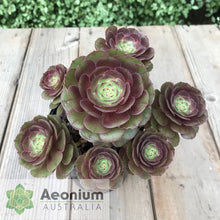 Load image into Gallery viewer, Aeonium 'Madeira Rose'