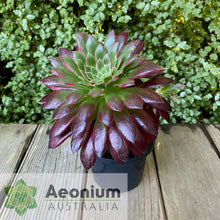 Load image into Gallery viewer, Aeonium 'Peacock'