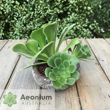 Load image into Gallery viewer, Aeonium canariense var. subplanum