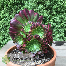 Load image into Gallery viewer, Aeonium 'Fiesta'