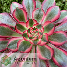 Load image into Gallery viewer, Aeonium 'Chanel'