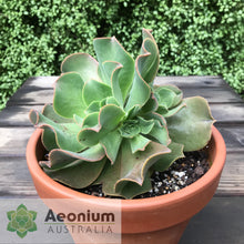 Load image into Gallery viewer, Aeonium valverdense