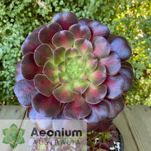 Load image into Gallery viewer, Aeonium 'Kilimanjaro'