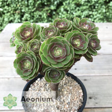 Load image into Gallery viewer, Aeonium 'Madeira Rose'