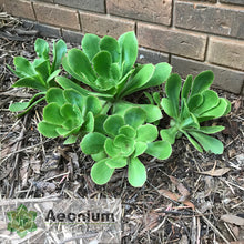 Load image into Gallery viewer, Aeonium cuneatum