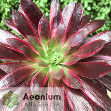 Load image into Gallery viewer, Aeonium 'Peacock'