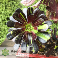 Load image into Gallery viewer, Aeonium 'Big Bang'