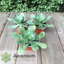Load image into Gallery viewer, Aeonium cuneatum