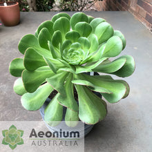 Load image into Gallery viewer, Aeonium urbicum var. meridionale