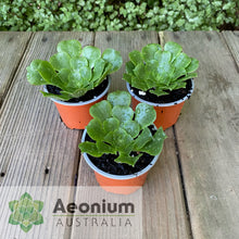 Load image into Gallery viewer, Aeonium x beltranii