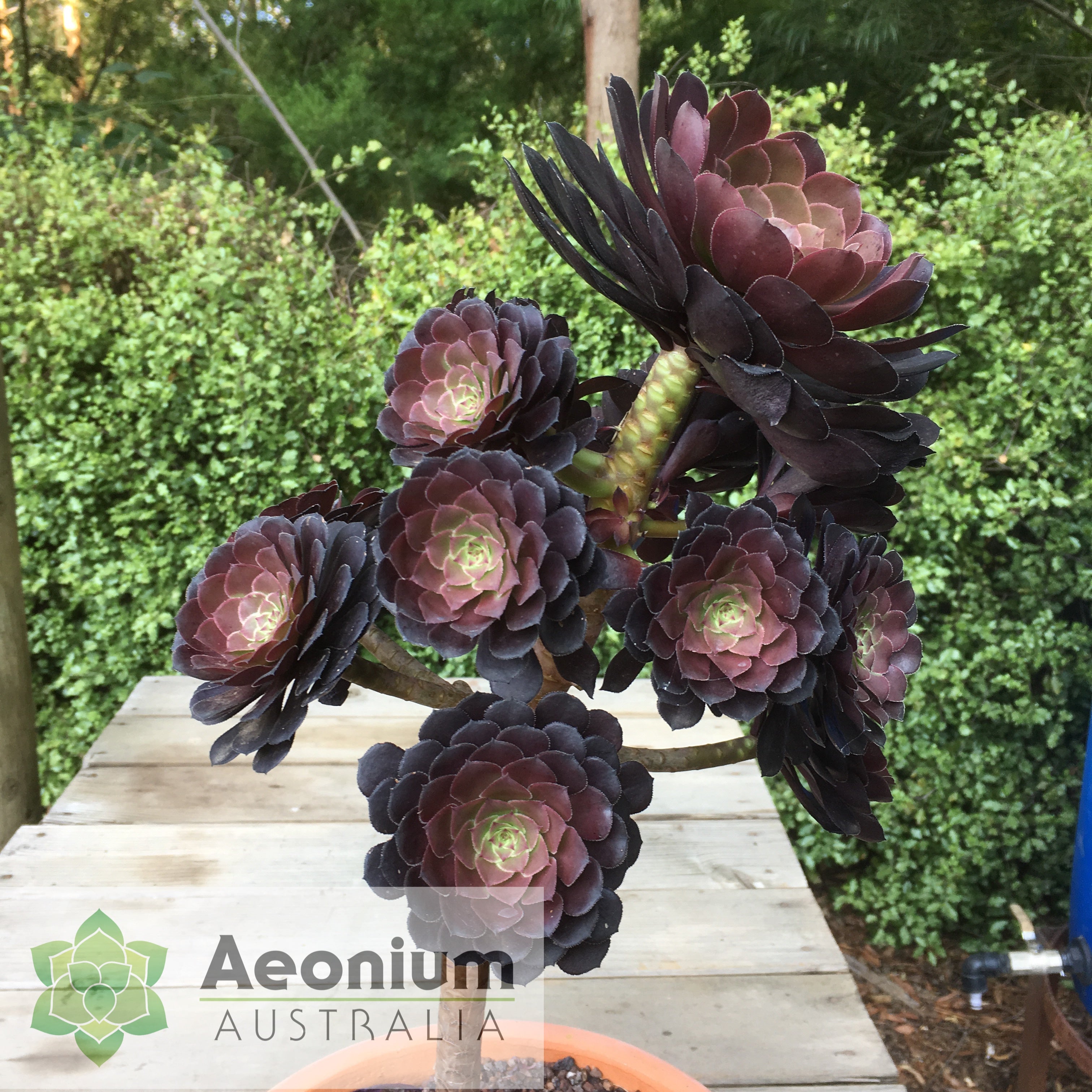 black succulent plant nz Aeonium 'Short Black' / Succulents – Aeonium Australia