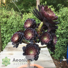 Load image into Gallery viewer, Aeonium 'Short Black'