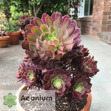 Load image into Gallery viewer, Aeonium 'Inferno'