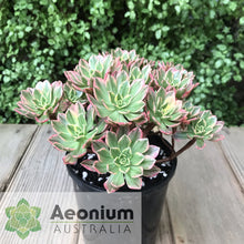 Load image into Gallery viewer, Aeonium 'Green Tea'