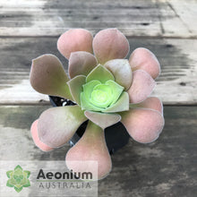 Load image into Gallery viewer, Aeonium canariense var. palmense