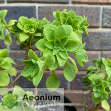 Load image into Gallery viewer, Aeonium goochiae