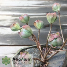 Load image into Gallery viewer, Aeonium saundersii