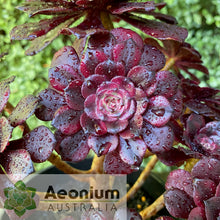 Load image into Gallery viewer, Aeonium 'Meiji'